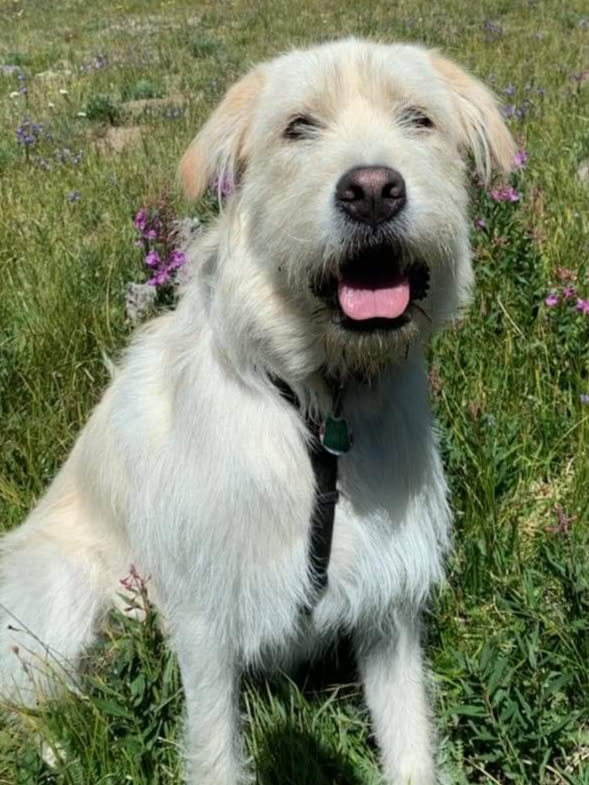 David’s dog enjoying a meadow of wildflowers