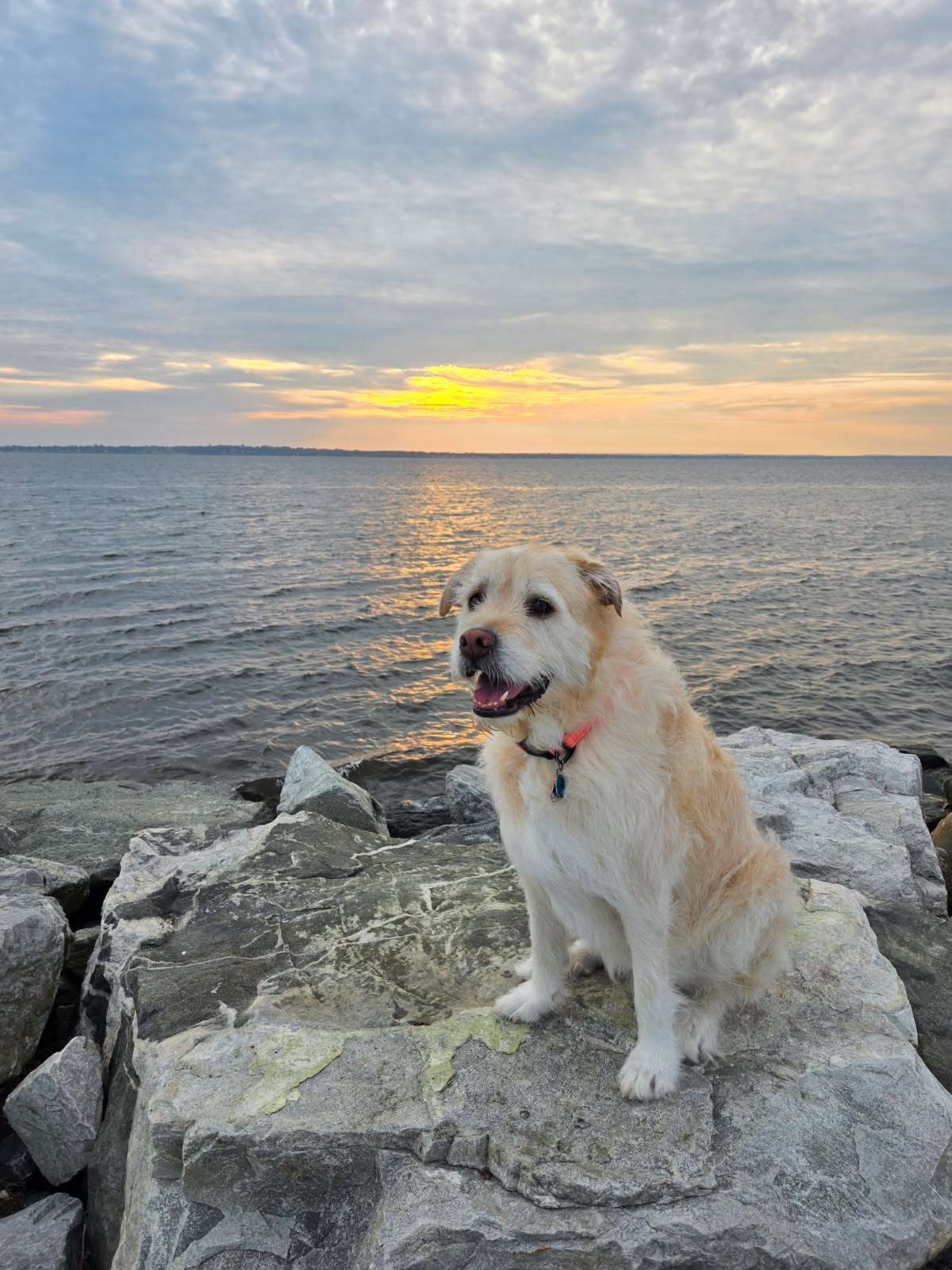 David’s dog beside the water at sunset
