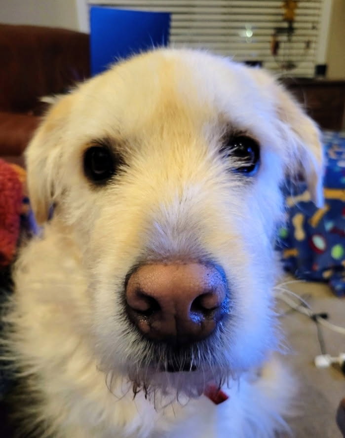 Close-up of David's dog
